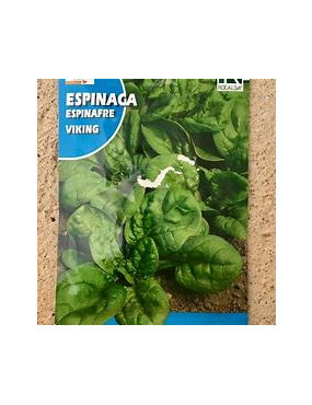 SEMILLA ESPINACA VIKING 10GR